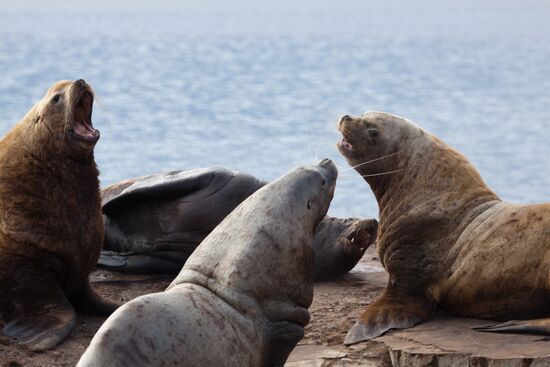 Steller sea lions haul out on a pier in Petropavlovsk-Kamchatsky