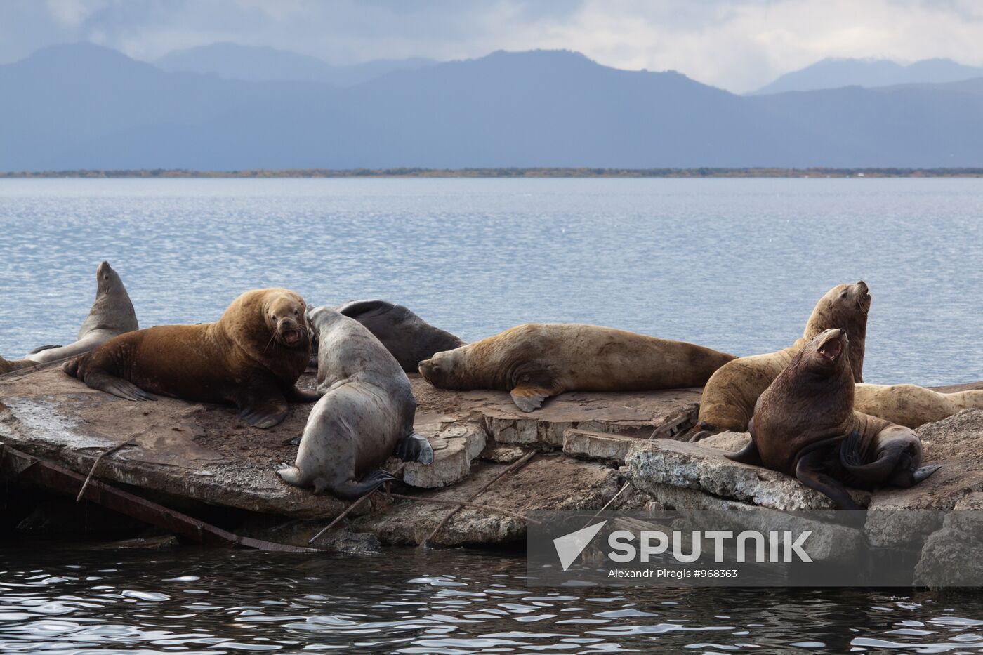 Steller sea lions haul out on a pier in Petropavlovsk-Kamchatsky