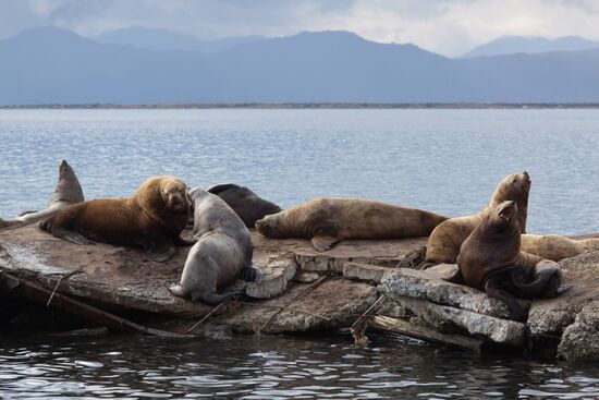 Steller sea lions haul out on a pier in Petropavlovsk-Kamchatsky