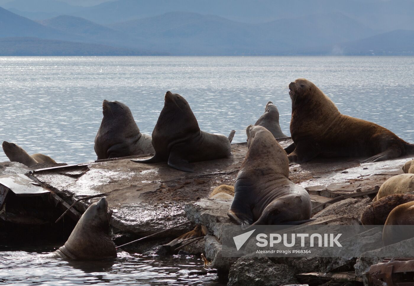 Steller sea lions haul out on a pier in Petropavlovsk-Kamchatsky