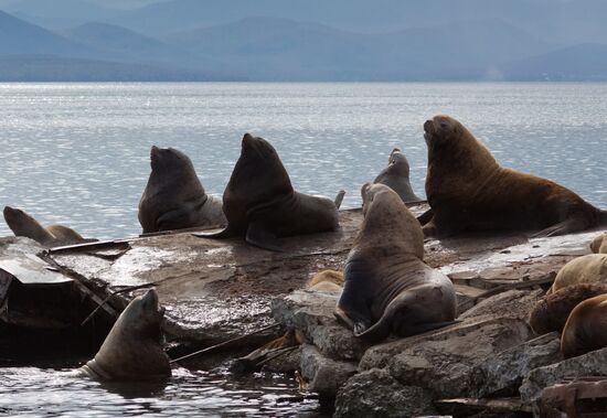 Steller sea lions haul out on a pier in Petropavlovsk-Kamchatsky