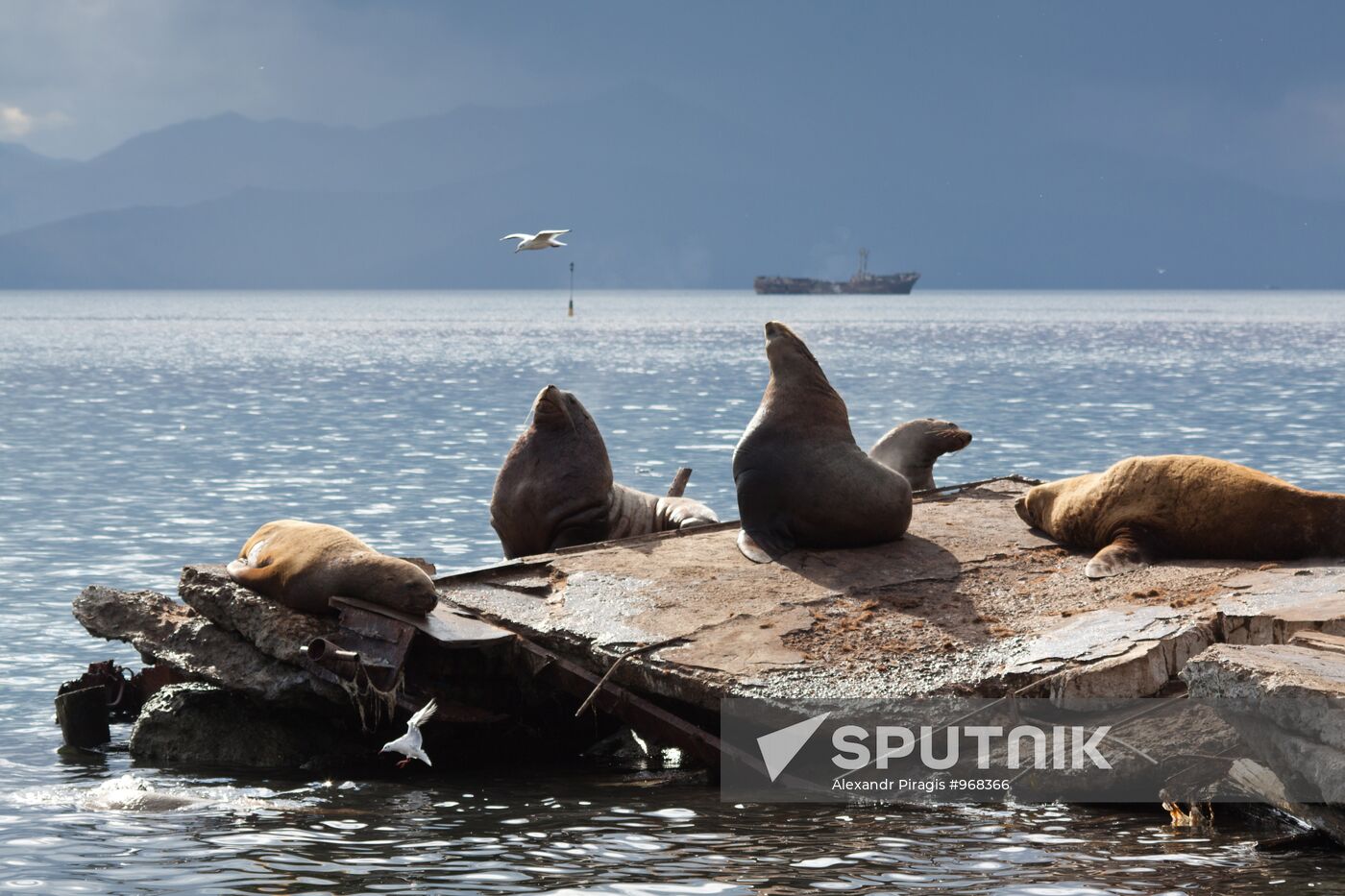 Steller sea lions haul out on a pier in Petropavlovsk-Kamchatsky