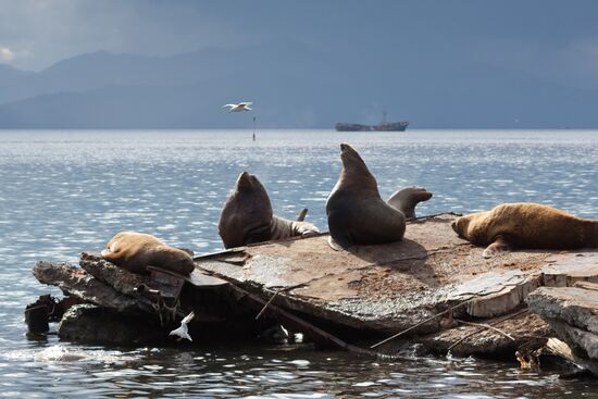Steller sea lions haul out on a pier in Petropavlovsk-Kamchatsky