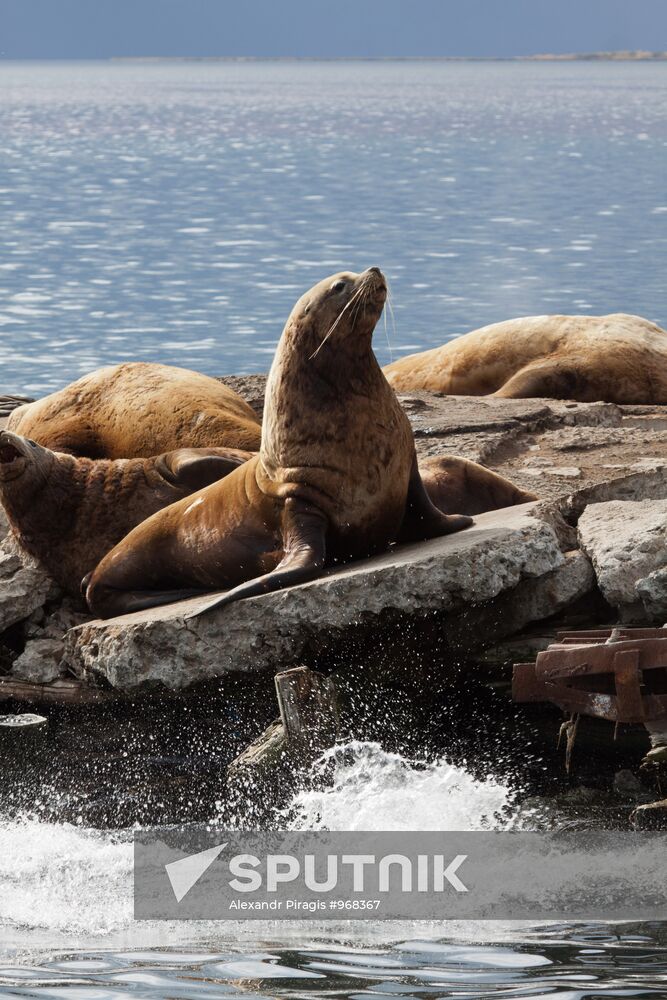 Steller sea lions haul out on a pier in Petropavlovsk-Kamchatsky