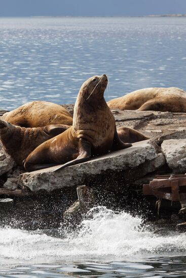Steller sea lions haul out on a pier in Petropavlovsk-Kamchatsky