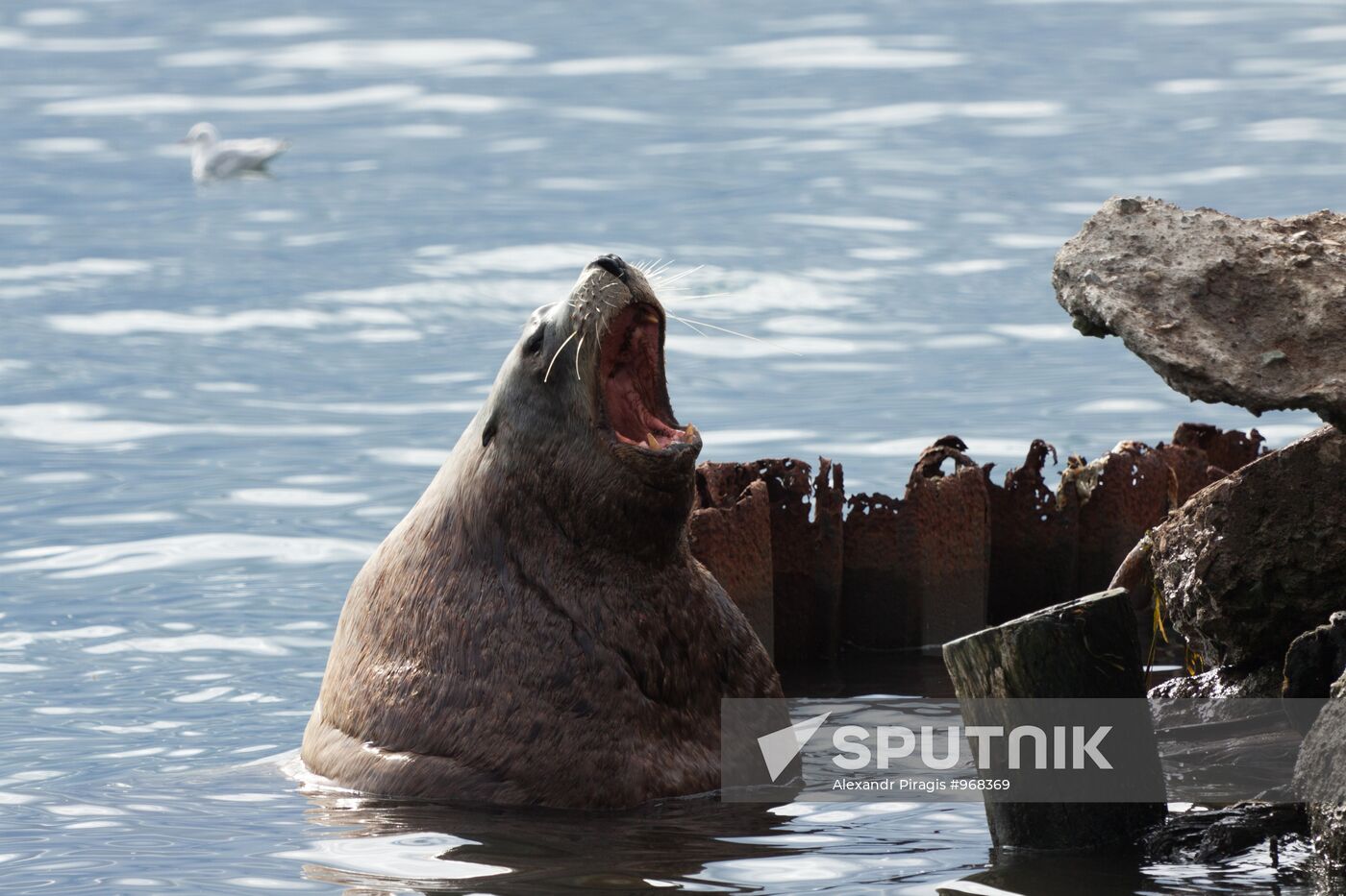 Steller sea lions haul out on a pier in Petropavlovsk-Kamchatsky