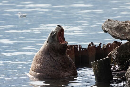 Steller sea lions haul out on a pier in Petropavlovsk-Kamchatsky