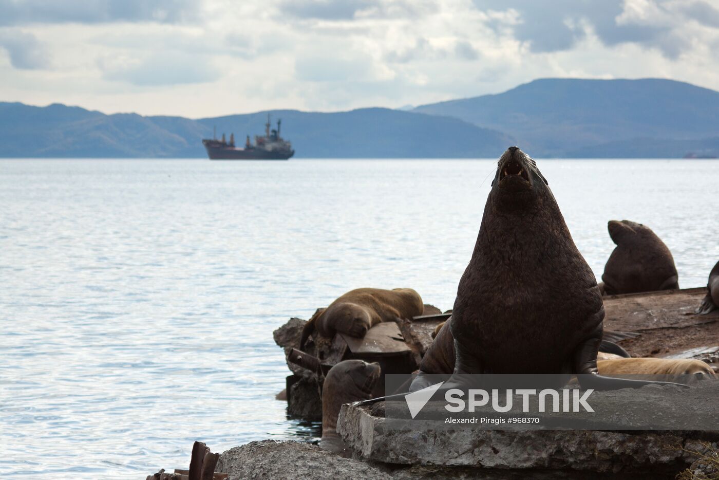 Steller sea lions haul out on a pier in Petropavlovsk-Kamchatsky