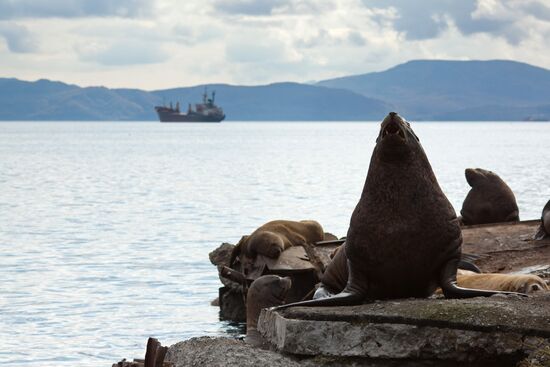 Steller sea lions haul out on a pier in Petropavlovsk-Kamchatsky