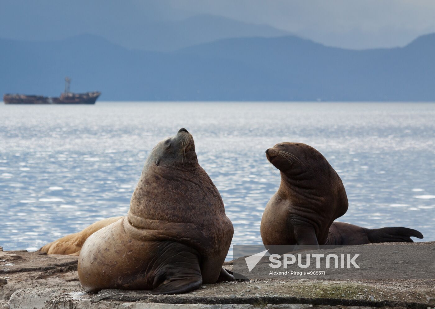 Steller sea lions haul out on a pier in Petropavlovsk-Kamchatsky