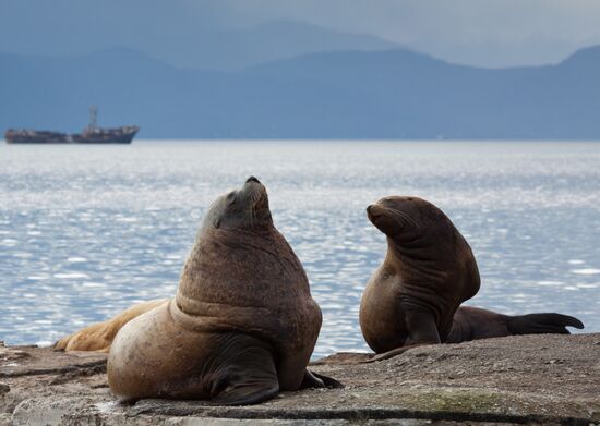 Steller sea lions haul out on a pier in Petropavlovsk-Kamchatsky