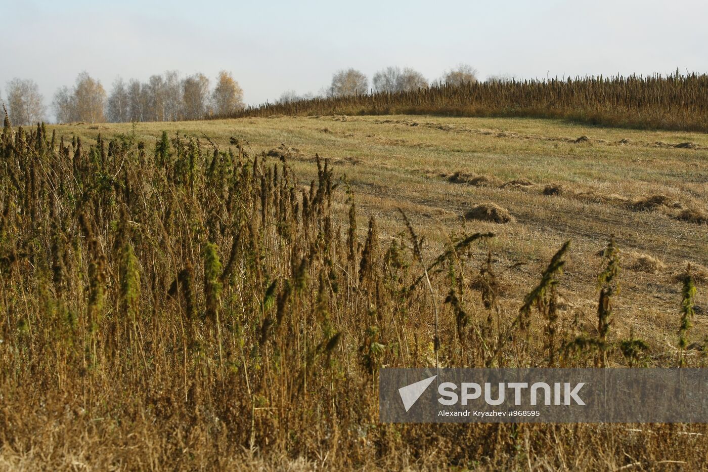 Growing non-narcotic hemp in Novosibirsk Region