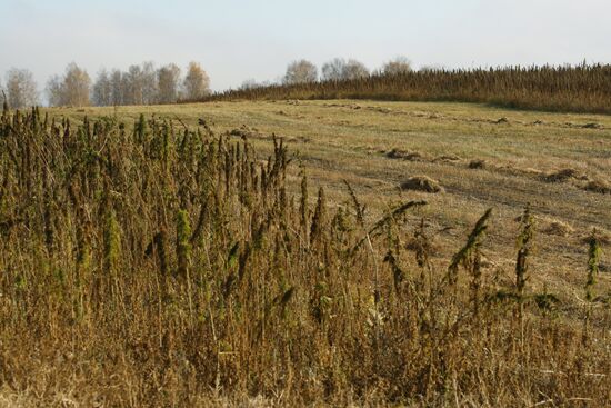 Growing non-narcotic hemp in Novosibirsk Region