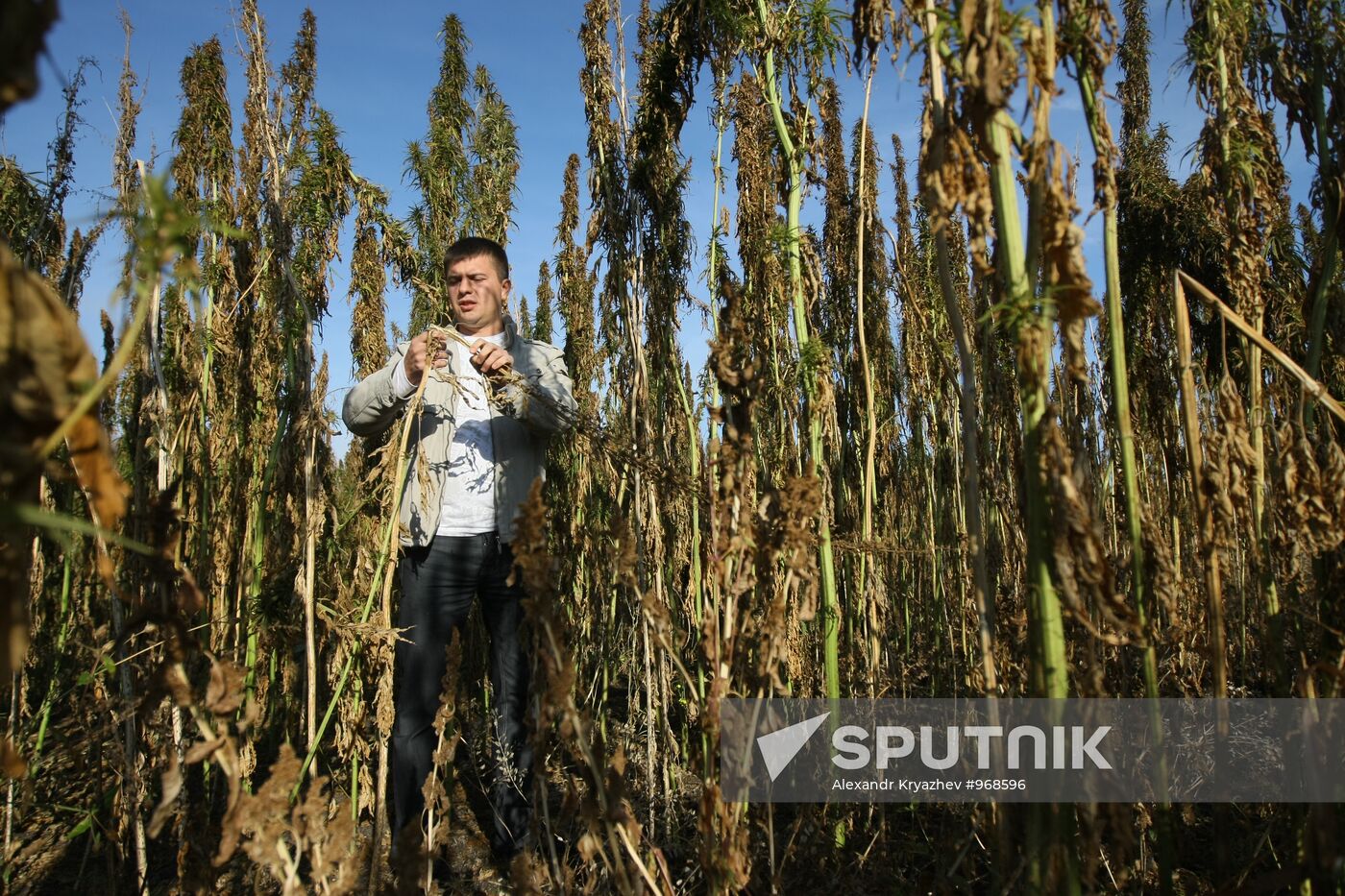 Growing non-narcotic hemp in Novosibirsk Region