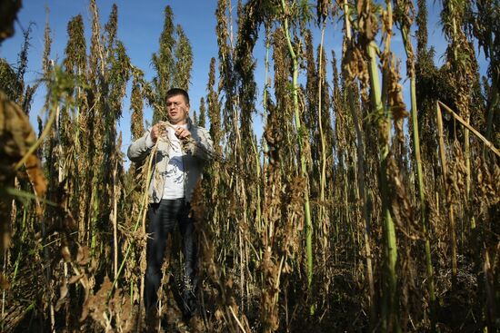 Growing non-narcotic hemp in Novosibirsk Region