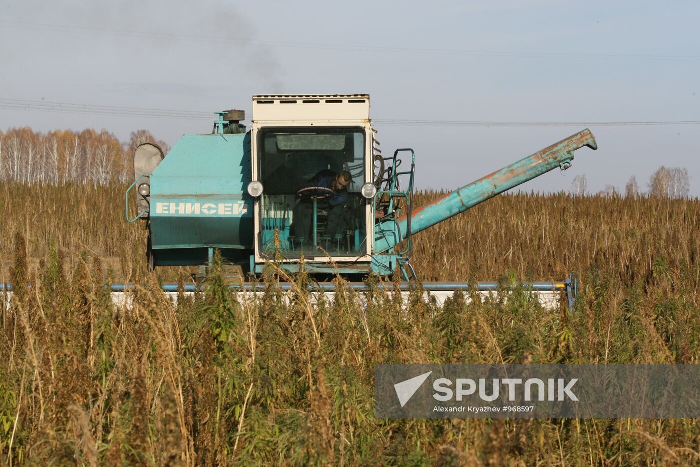 Growing non-narcotic hemp in Novosibirsk Region
