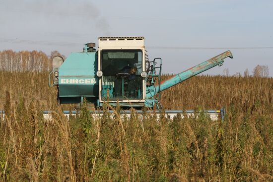 Growing non-narcotic hemp in Novosibirsk Region