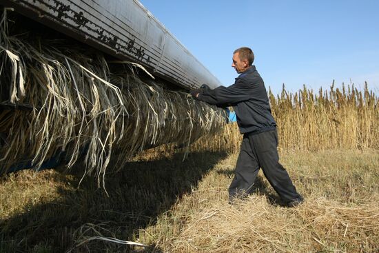 Growing non-narcotic hemp in Novosibirsk Region