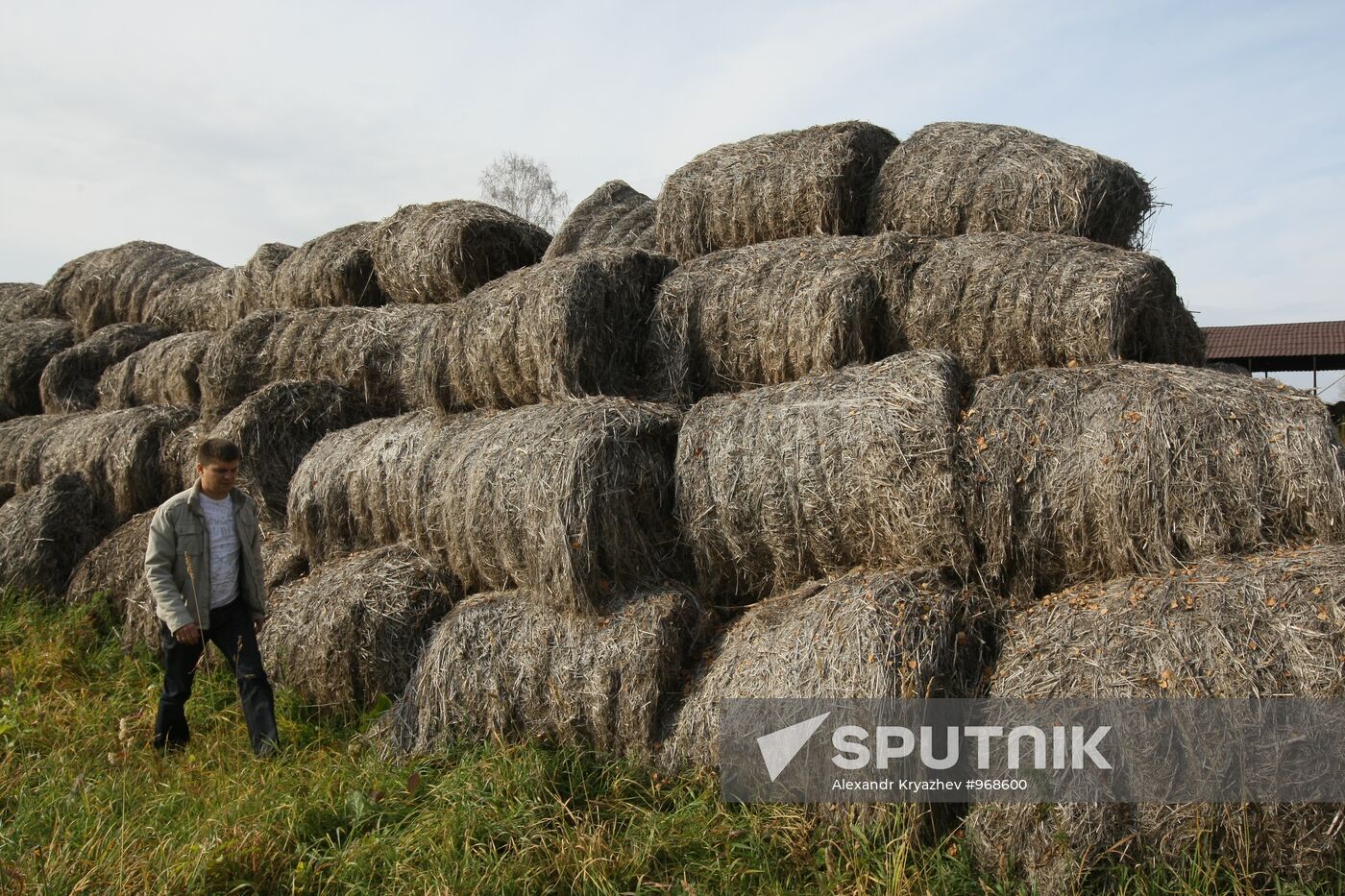 Growing non-narcotic hemp in Novosibirsk Region