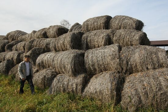 Growing non-narcotic hemp in Novosibirsk Region