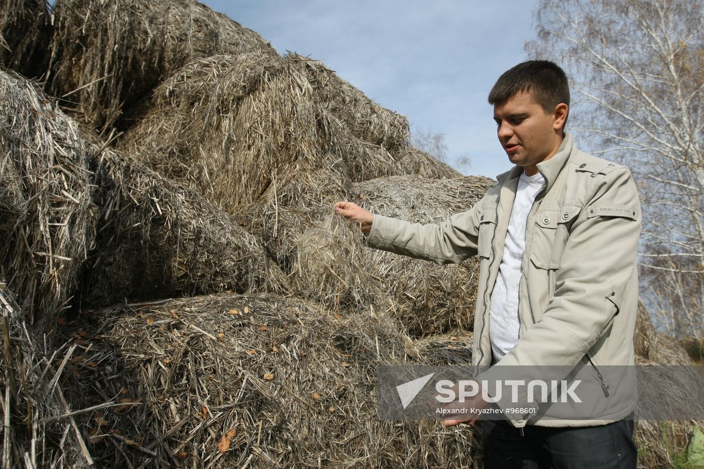 Growing non-narcotic hemp in Novosibirsk Region