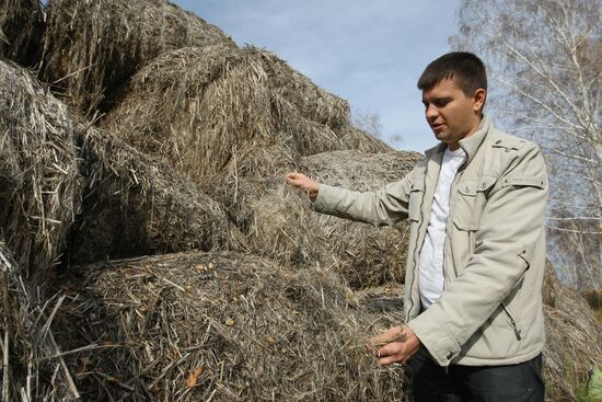 Growing non-narcotic hemp in Novosibirsk Region