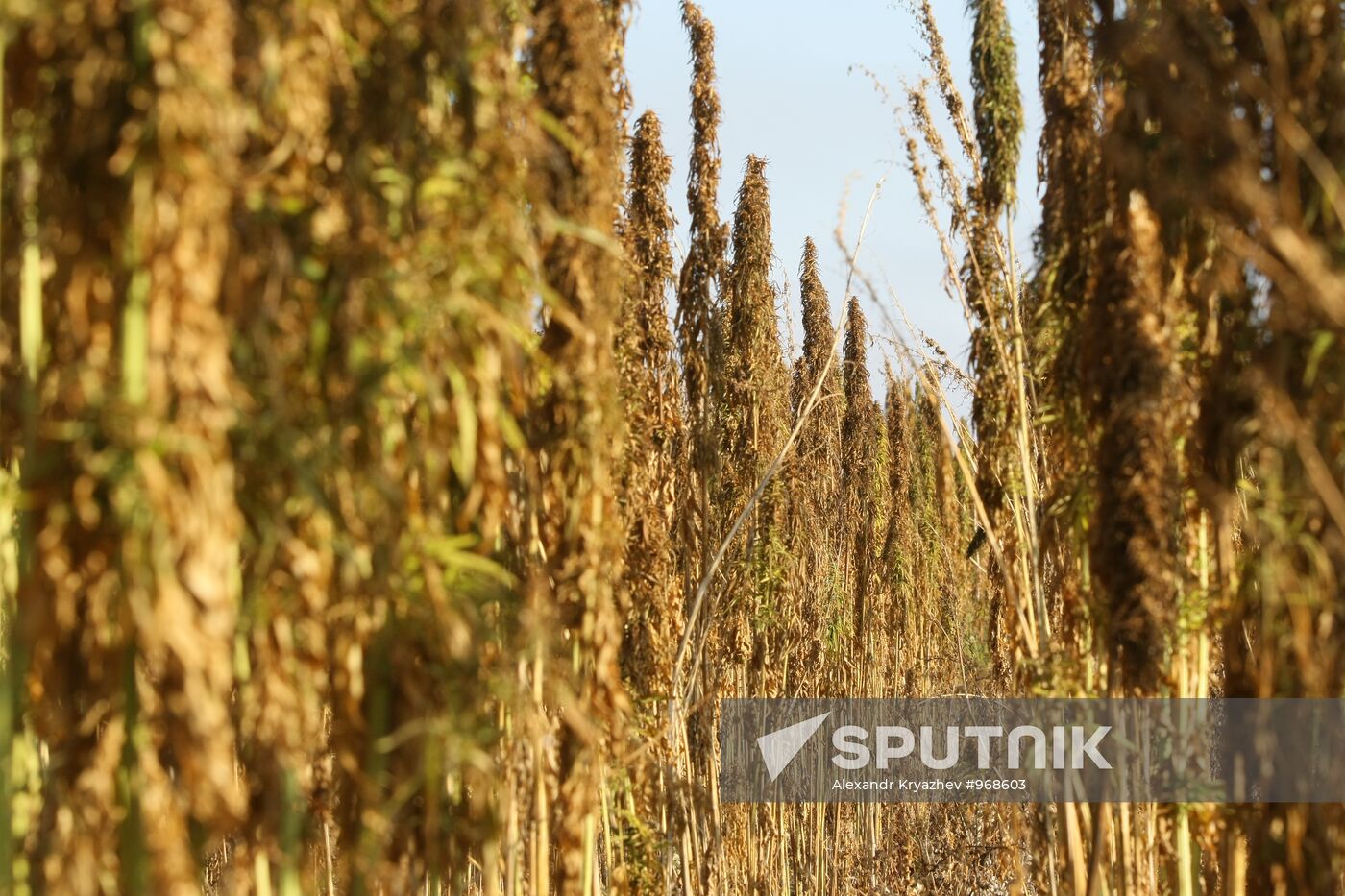 Growing non-narcotic hemp in Novosibirsk Region