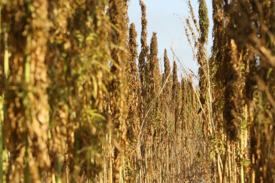 Growing non-narcotic hemp in Novosibirsk Region