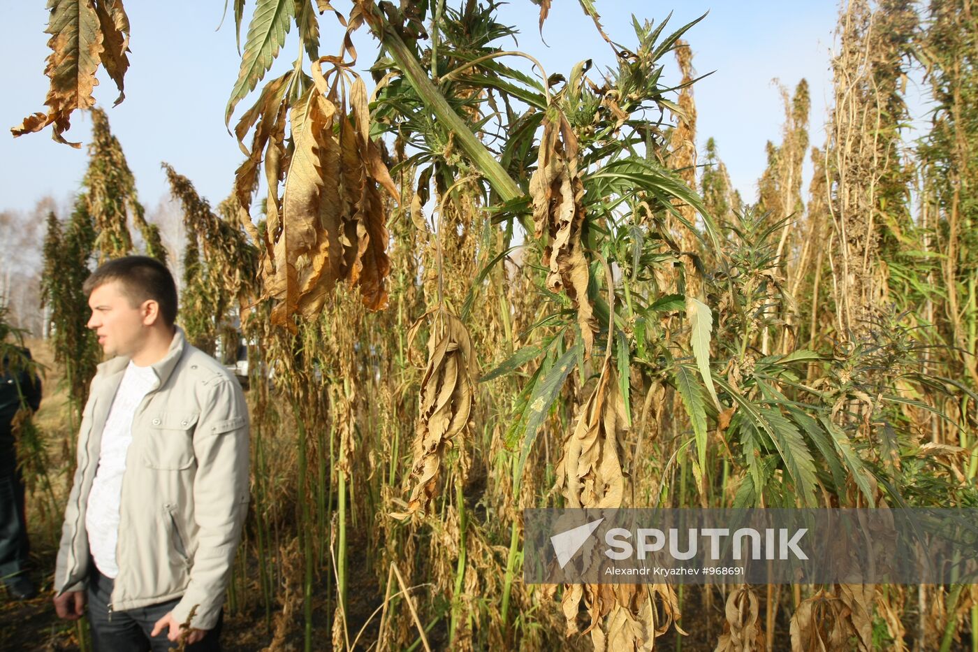 Growing non-narcotic hemp in Novosibirsk Region