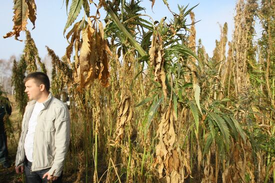 Growing non-narcotic hemp in Novosibirsk Region