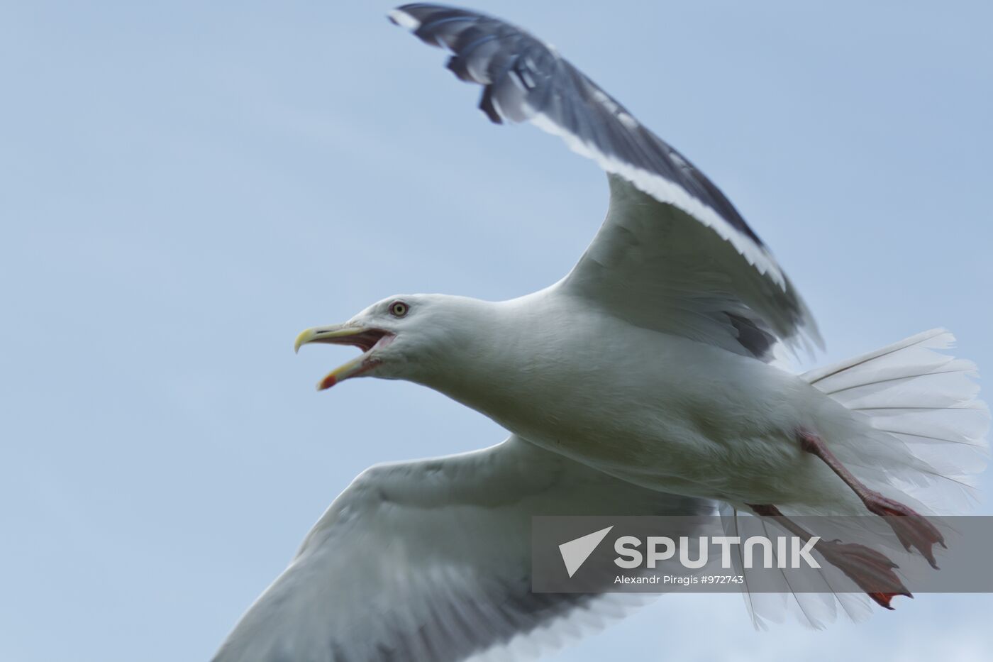 Pacific ocean gull