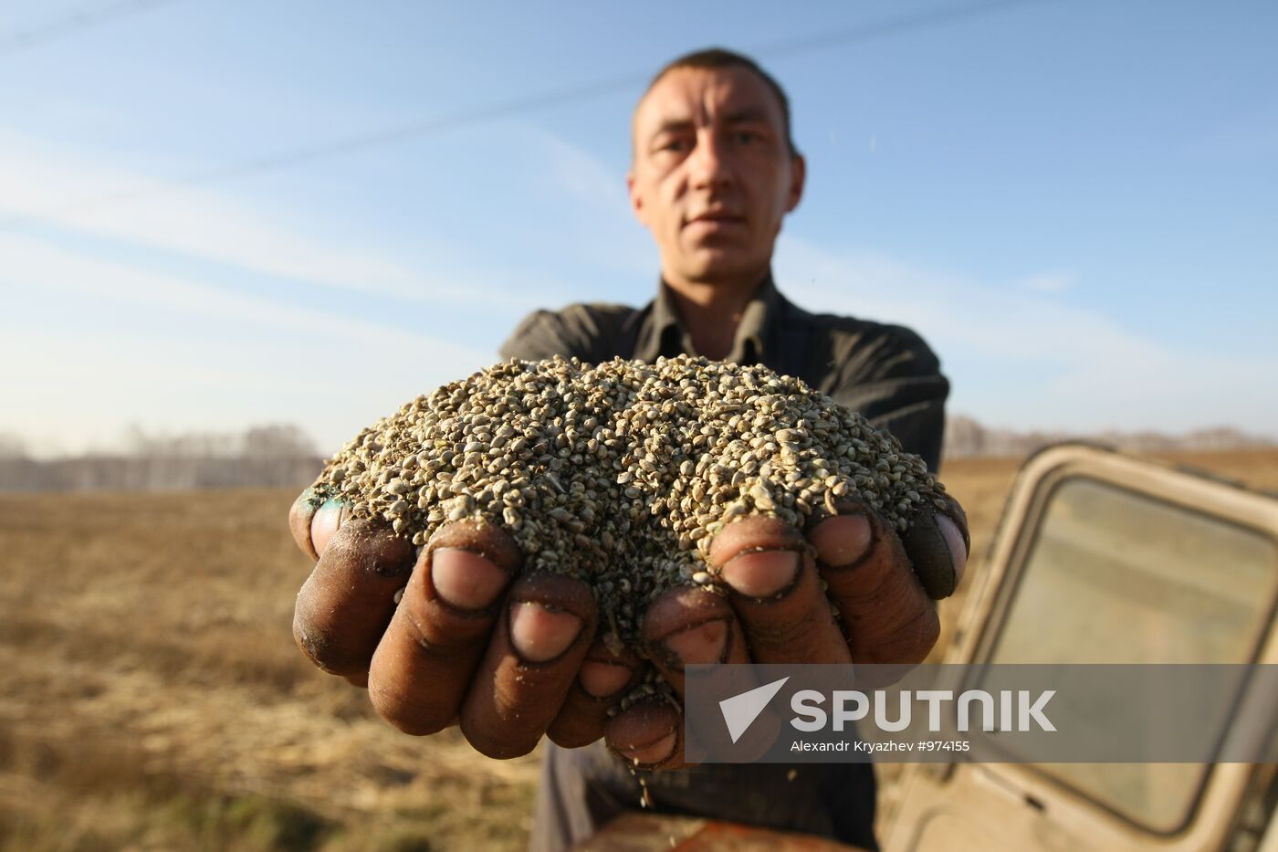 Non-narcotic hemp cultivation in Novosibirsk region