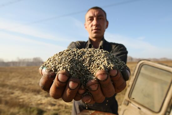 Non-narcotic hemp cultivation in Novosibirsk region