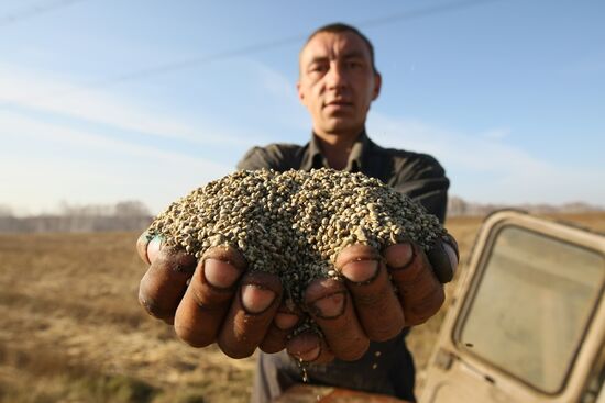 Non-narcotic hemp cultivation in Novosibirsk region