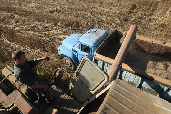 Non-narcotic hemp cultivation in Novosibirsk region