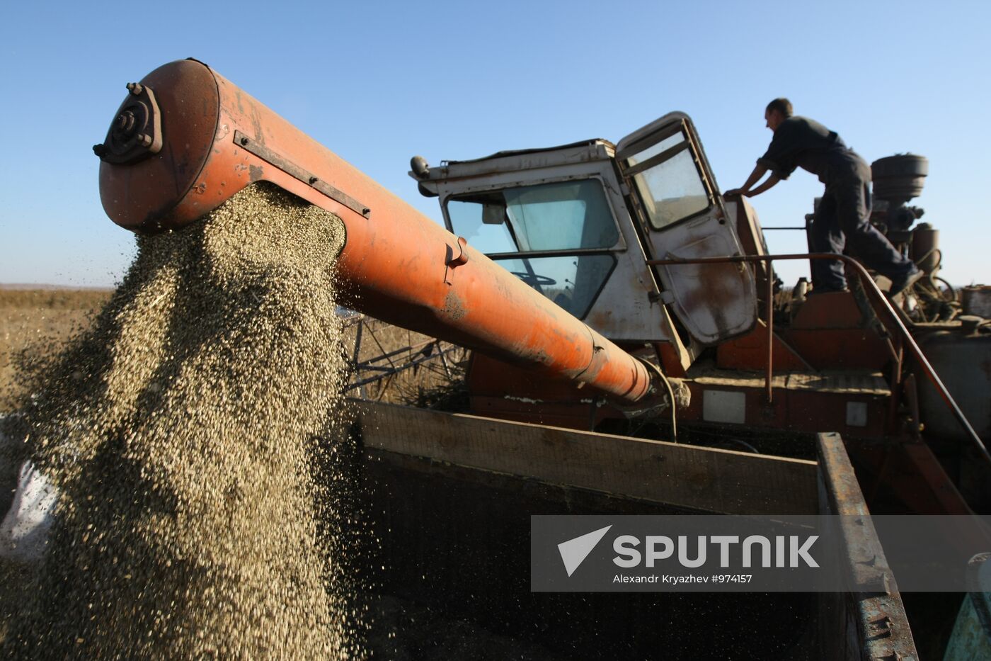 Non-narcotic hemp cultivation in Novosibirsk region