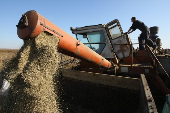 Non-narcotic hemp cultivation in Novosibirsk region