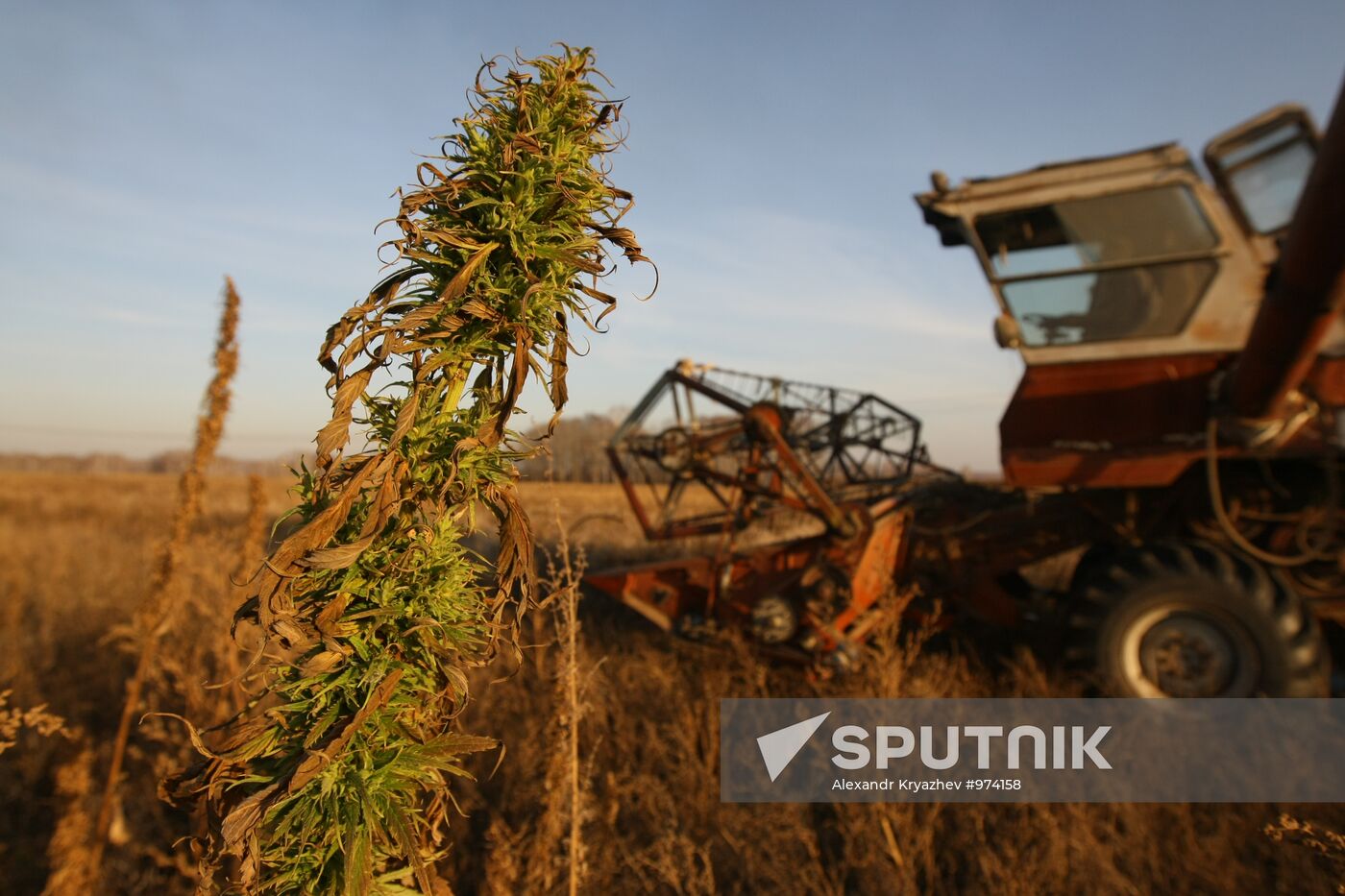 Non-narcotic hemp cultivation in Novosibirsk region
