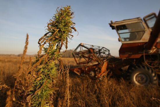 Non-narcotic hemp cultivation in Novosibirsk region