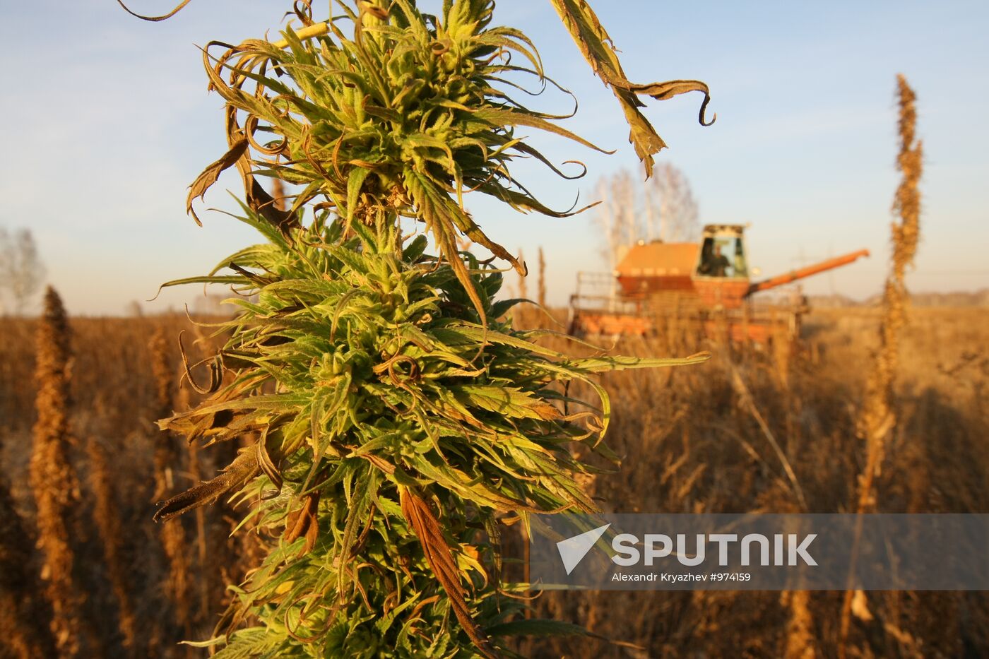 Non-narcotic hemp cultivation in Novosibirsk region