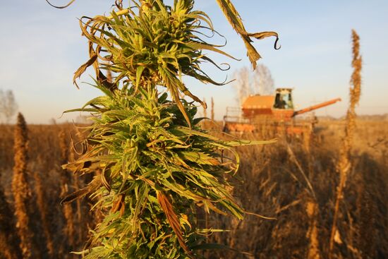 Non-narcotic hemp cultivation in Novosibirsk region