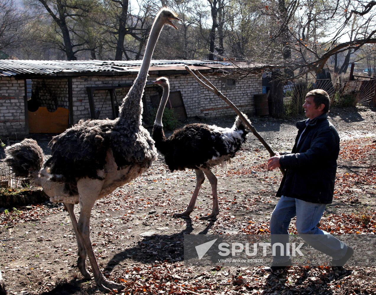 Ostrich Farm in Fokino