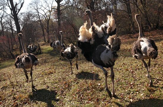 Ostrich Farm in Fokino