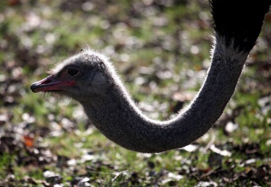 Ostrich Farm in Fokino