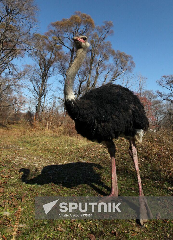 Ostrich Farm in Fokino