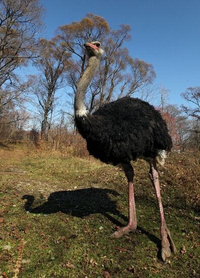 Ostrich Farm in Fokino
