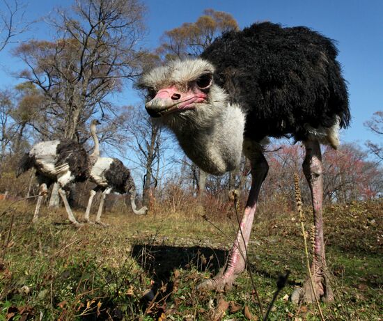 Ostrich Farm in Fokino
