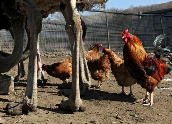 Ostrich Farm in Fokino