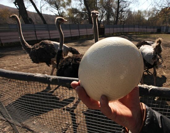 Ostrich Farm in Fokino