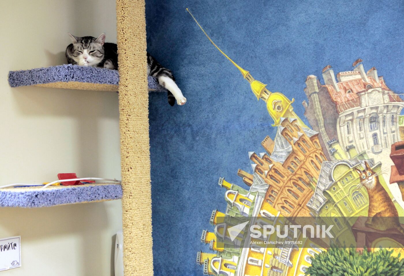 Republic of Cats Cafe opened in St Petersburg